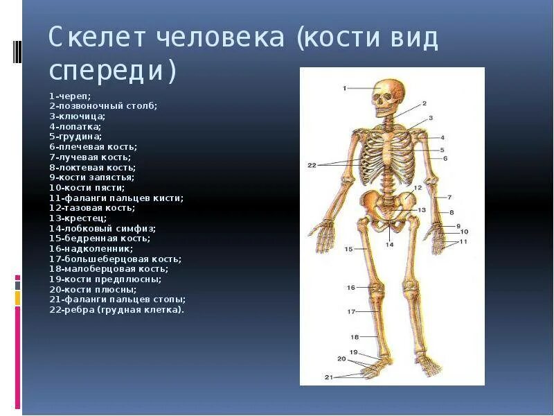 Название костей скелета туловища. Строение скелета человека сбоку. Опишите строение отделов скелета человека. Строение костей человека спереди.