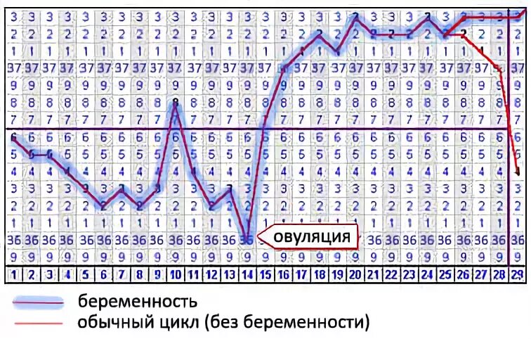 Беременность базальная температура 37.6. БТ при беременности до задержки. Базальный график при беременности на ранних сроках до задержки. График базальной температуры. Температура на 25 неделе