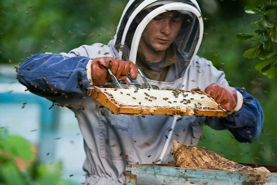 Пасечник пчеловод. Пчелы пасека. Пчеловод профессия. Пчеловодство мед.