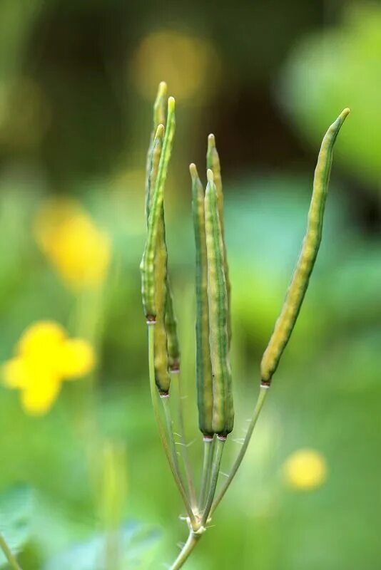 Chelidonium majus. Стручковидная коробочка у чистотела. Чистотел плод. Стручковидная коробочка чистот.