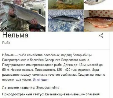 Белорыбица где водится и что за рыба