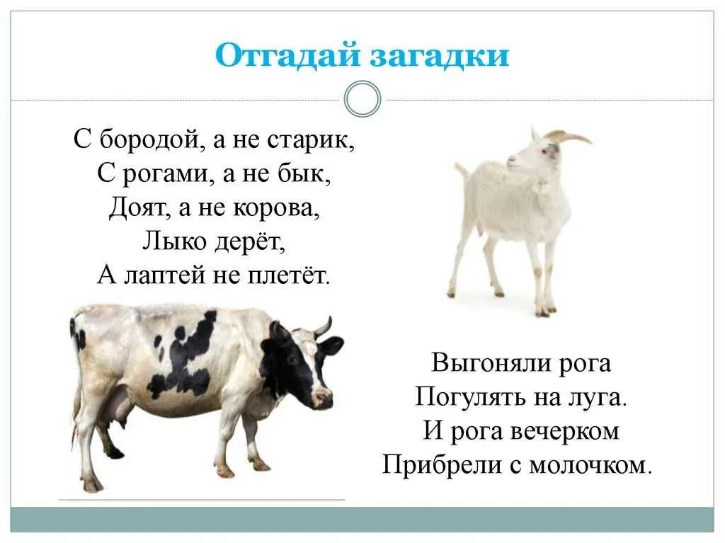 Загадка про корову. Загадки о животных. Загадки про домашних животных. Загадки про домашних животных для детей. Бородой трясет лыко дерет а лаптей