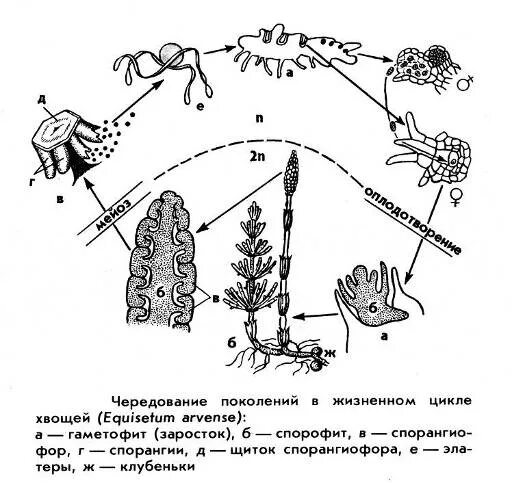 Хвощи размножаются. Размножение хвоща полевого схема. Жизненный цикл хвоща полевого схема. Жизненный цикл развития хвоща полевого. Цикл развития хвоща полевого схема.