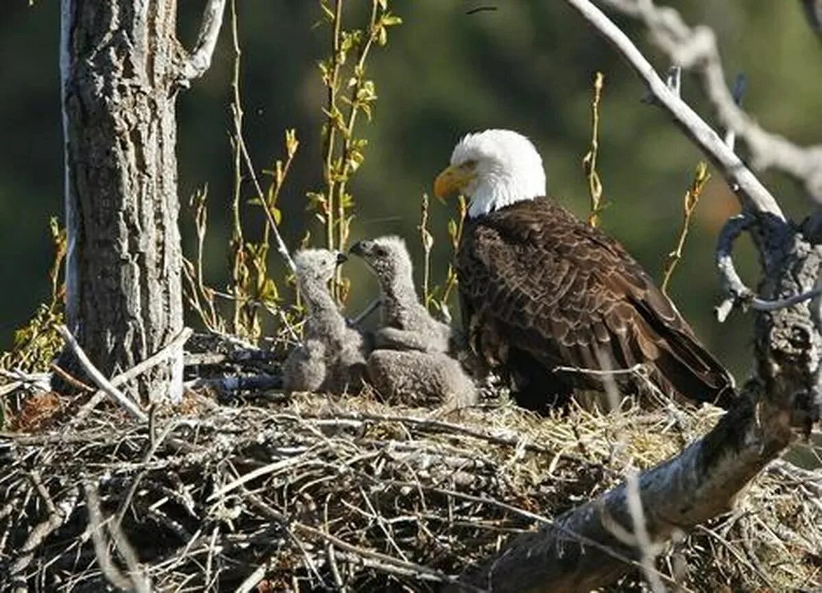 Гнездо белоголового орла. Гнездо американского белоголового орлана. Орлан птица гнездо. Яйцо белоголового орлана.