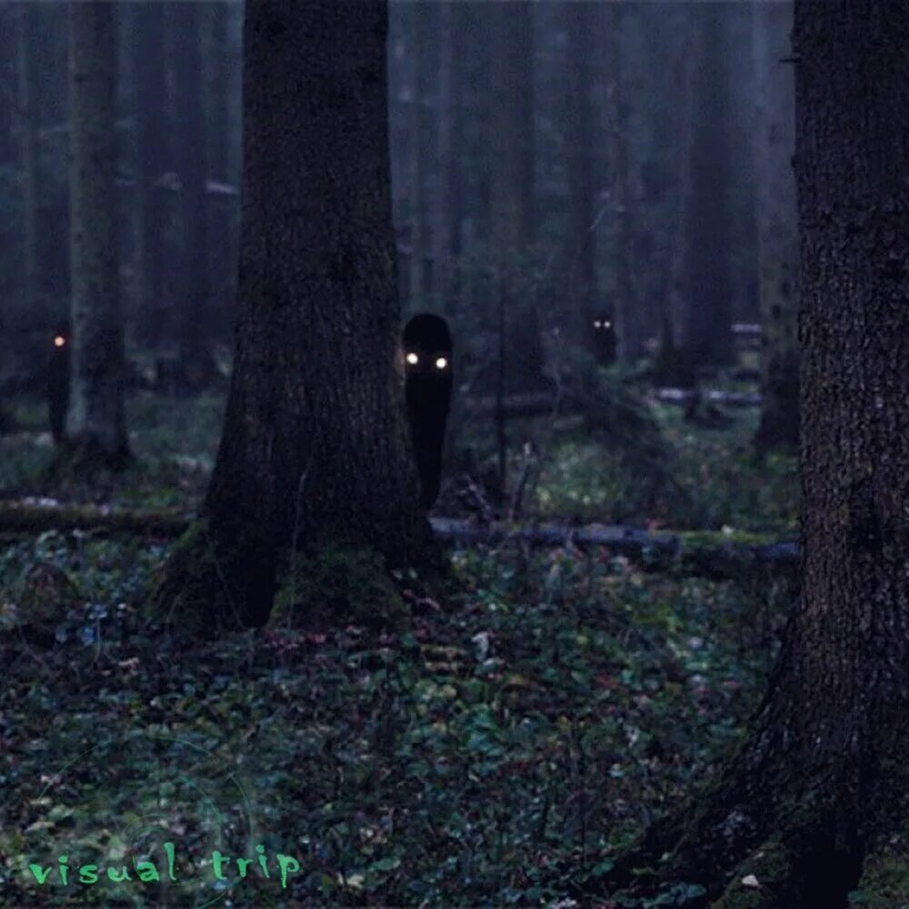 Призраки в темноте песня. Темный лес the Woods 2005. Лес призраков (the Forest), 2015. Темный лес с призраками.