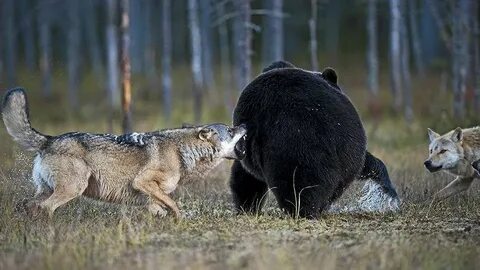 Медведь и кабан