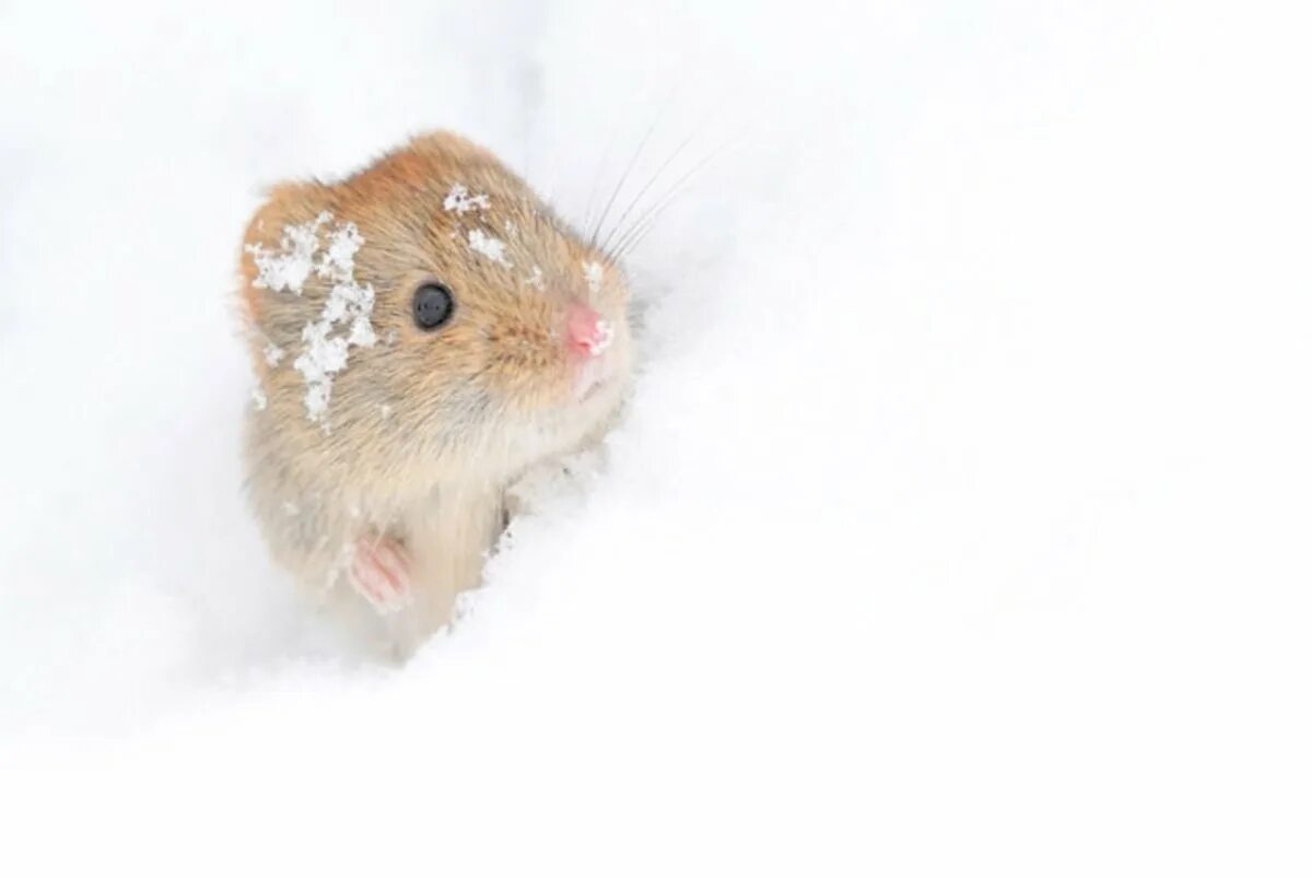 Мышь зимой. Мокрая мышь. Что делают мыши зимой. Мышь зимой. Мышь полевка зимой.