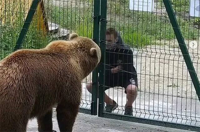 Ульфхеднар. Тотемное животное медведь. Кома медведь. Медведь с блинами. Русский медведь проснулся.