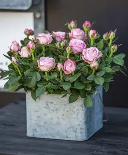 3 маленькие розы