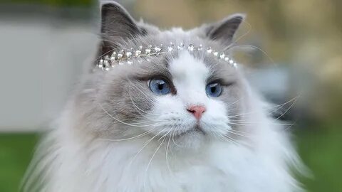 Cat beauty