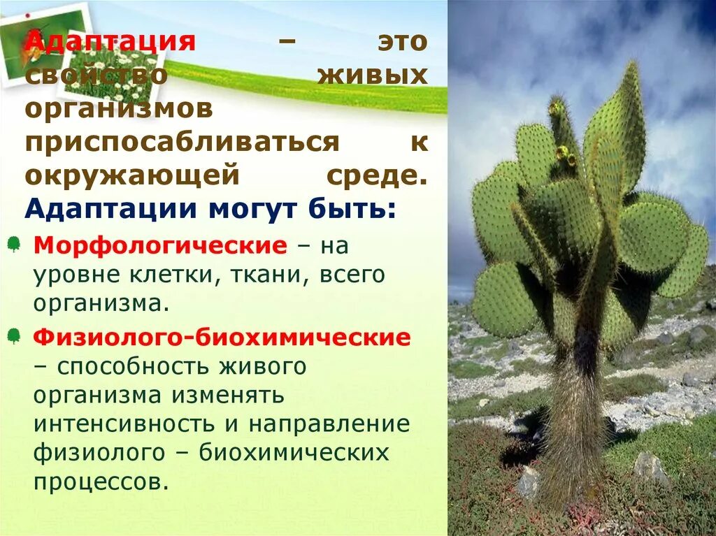 Какие приспособления к изменениям температуры окружающей среды. Приспособленность растений к окружающей среде. Адаптация живых организмов к окружающей среде. Приспособляемость организмов к окружающей среде. Приспособленность растений к среде.