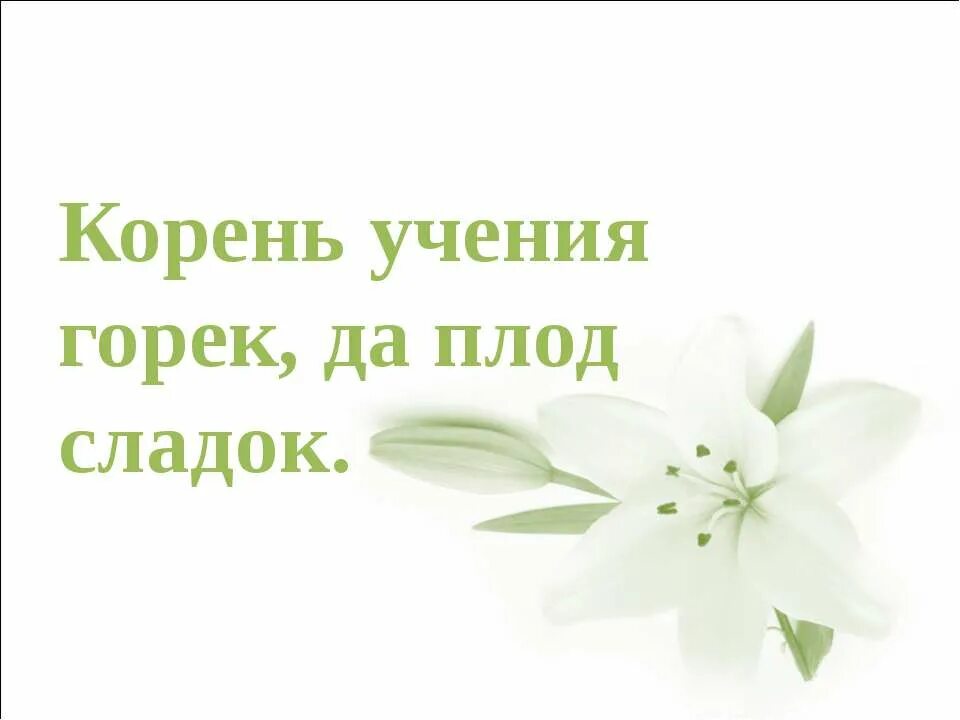 Корни образования горькие но плоды сладкие. Корень учения горек а плод его сладок. Рисунок к пословице корень учения горек да плод его сладок. Рисунок на пословицу корень учения горек да плод его сладок рисунок. Корень учения горек да плод его сладок картинка.