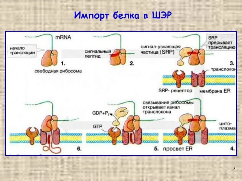 Транспорт белка происходит. Виды транспортных белков животных. Транспорт белков после трансляции. Белок м2. Этпрв импорта белков.