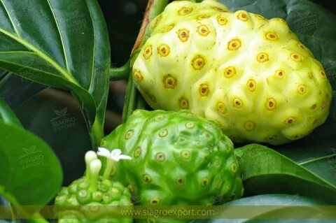 Real noni