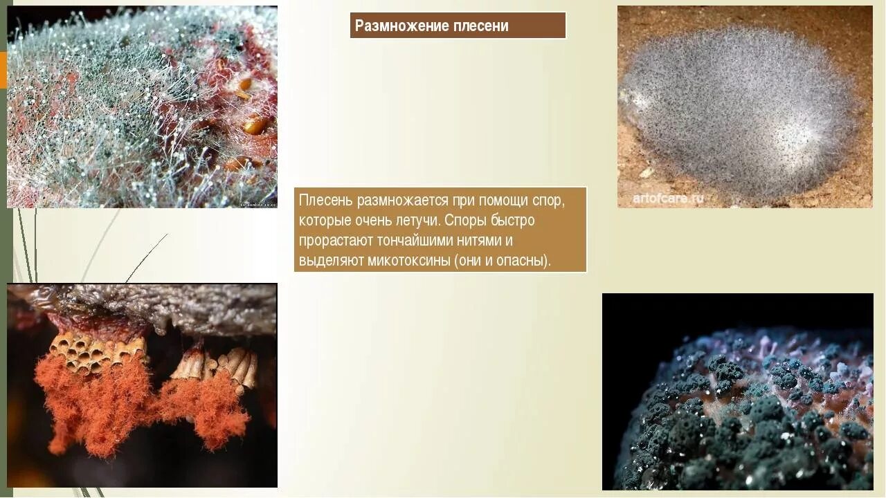 Виды плесени. Названия плесени. Цвет плесени. Цветная плесень. Чем отличаются плесени