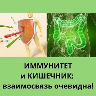 Орган иммунной системы кишечника
