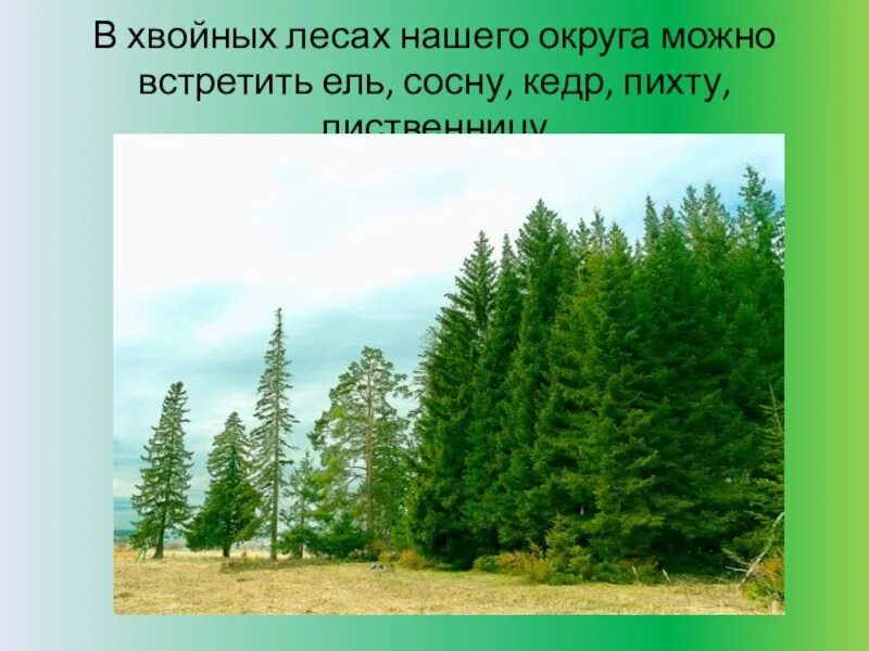 Преобладают хвойные деревья природная зона. Ель сосна Кедровая сосна пихта лиственница. Лиственница кедр ель сосна хвойный лес. Хвойные леса доклад. Презентация еловый лес.