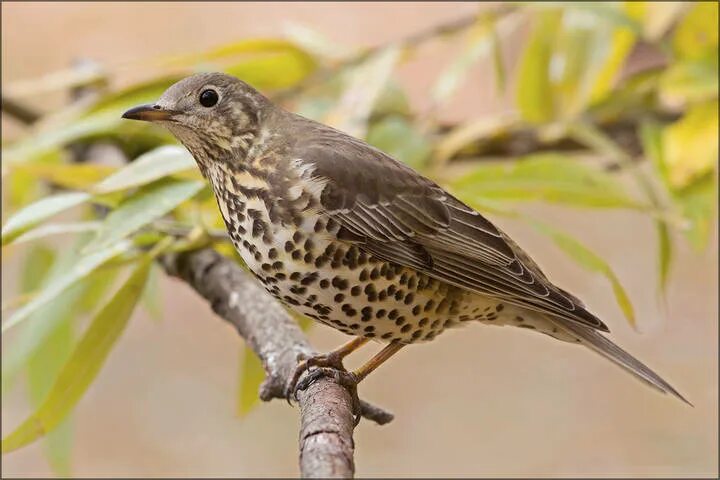 Mistle Thrush (Turdus viscivorus). Birds of Siberia.