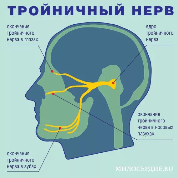 Болит голова ухо и нос. Чувствительное ядро тройничного нерва. Расположение двигательного ядра тройничного нерва. Двигательное ядро тройничного нерва. Сенсорное ядро тройничного нерва.