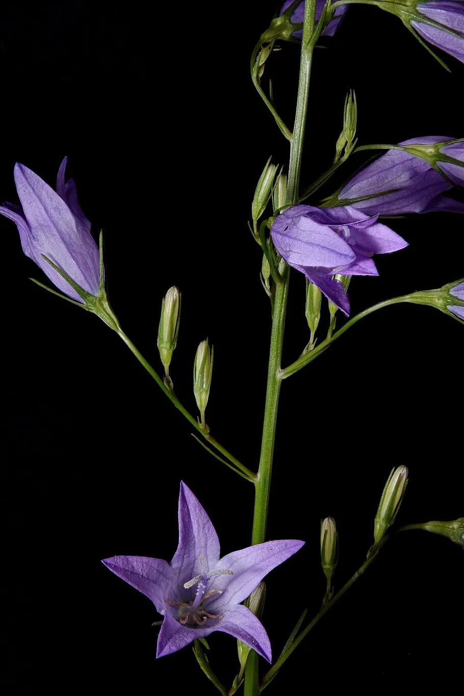 Колокольчик мелкий. Колоко́льчик рапунцелеви́дный. Campanula rapunculoides. Колокольчик дикорастущий. Цветок "колокольчик".