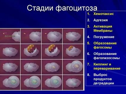 В основе лежит фагоцитоз