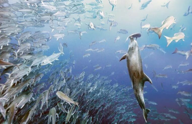 Дельфин ест рыбу. Дельфин афалина и рыбы. Какую рыбу есть дельфин. Пища дельфина. Дельфин-афалина.