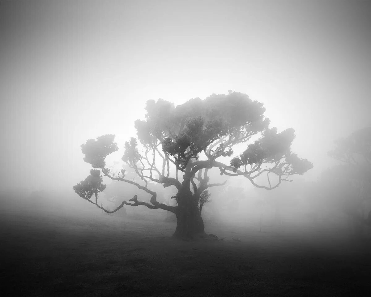 Ветвь туманного дерева. Дерево картинка. Угнетенное дерево. Угнетающая картинка. Угнетающий фон.