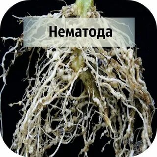 Нематода что это такое