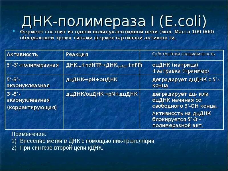 Осуществляется ферментом днк полимеразой. ДНК-полимераза i e. coli. ДНК полимераза типы. Структура ДНК полимеразы. Типы ДНК полимераз прокариот.