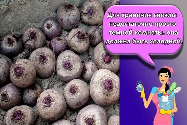 Сколько можно хранить отварную свеклу