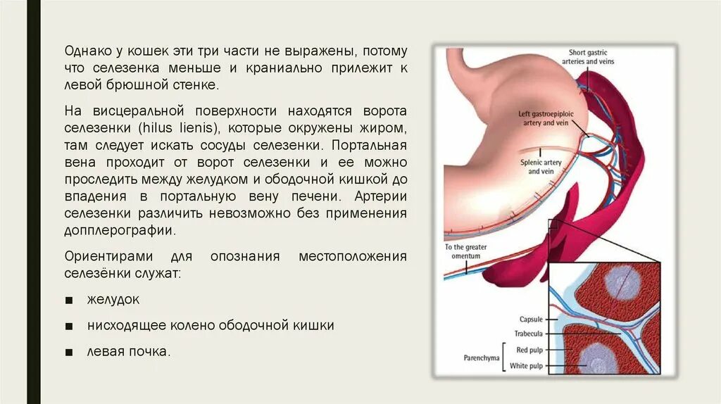 Три селезенки. Строение селезенки анатомия. Нижний край селезенки. Желудочная поверхность селезенки. Нижний полюс селезенки.