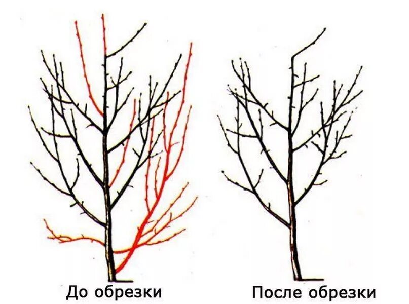 Как правильно обрезать сливу весной для начинающих. Обрезка плодовых деревьев алыча весной. Обрезка алычи весной схема. Обрезка осенняя колоновидного абрикоса.