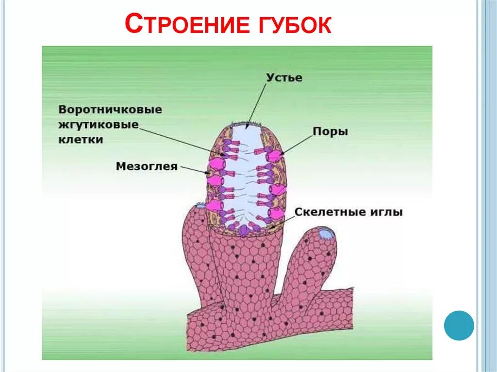 Тип губки внутреннее строение. Тип губки общая характеристика. Типы строения губок аскон сикон лейкон. Строение губки мезоглея. Клеточное строение губок.