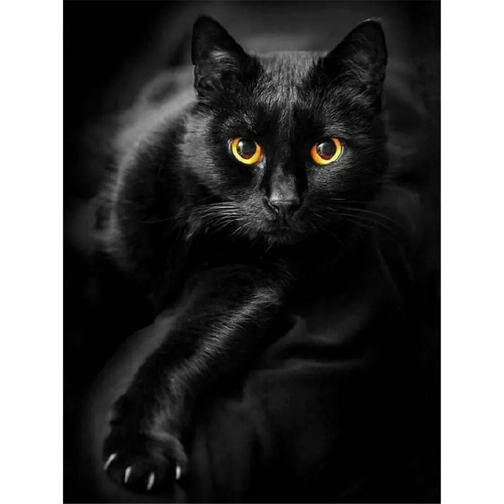 Скрестить черную кошку и черного