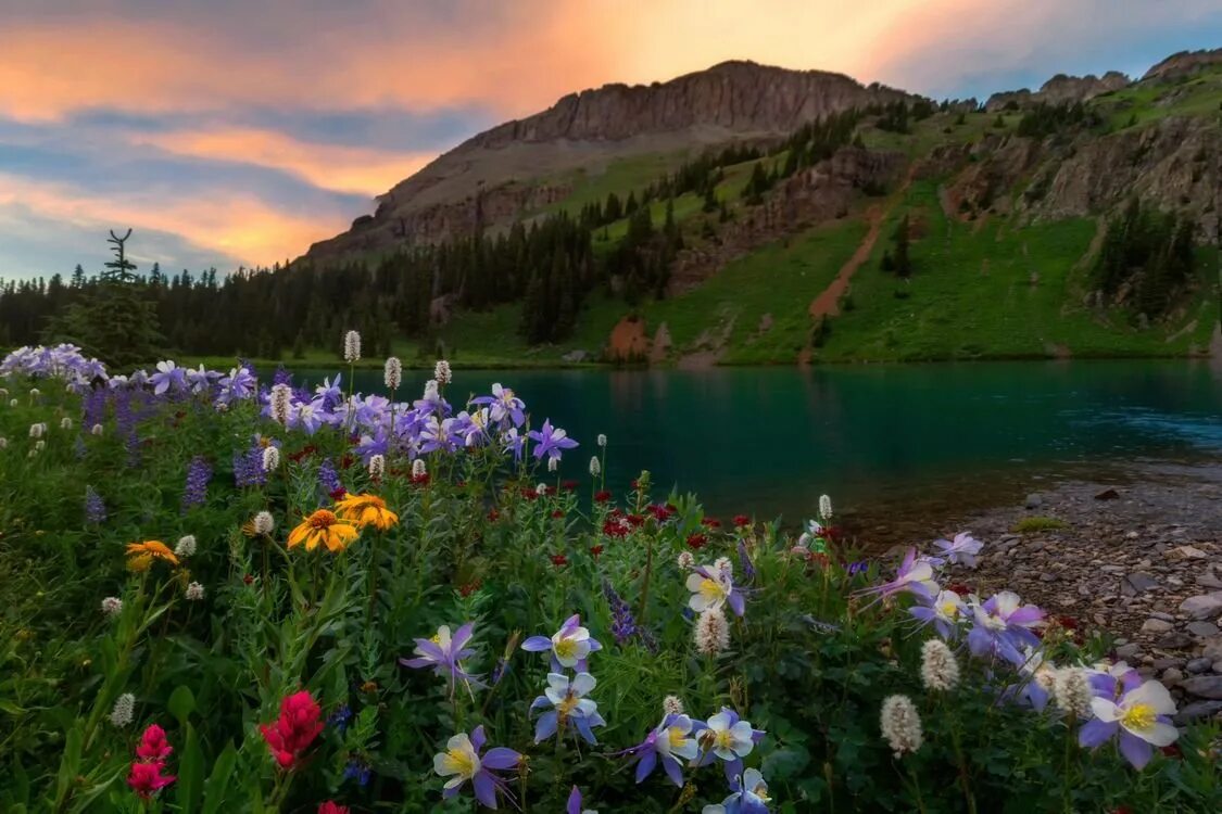 Цветущая Долина горный Алтай. Горы лес озеро река Долина цветы. Ергаки Красноярский цветущие Луга. Горный Алтай Альпийские Луга.