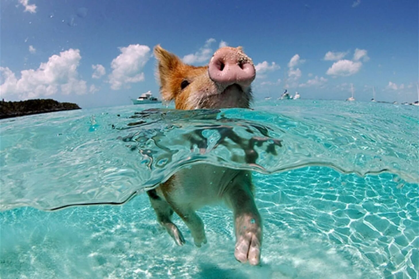 Animals swim