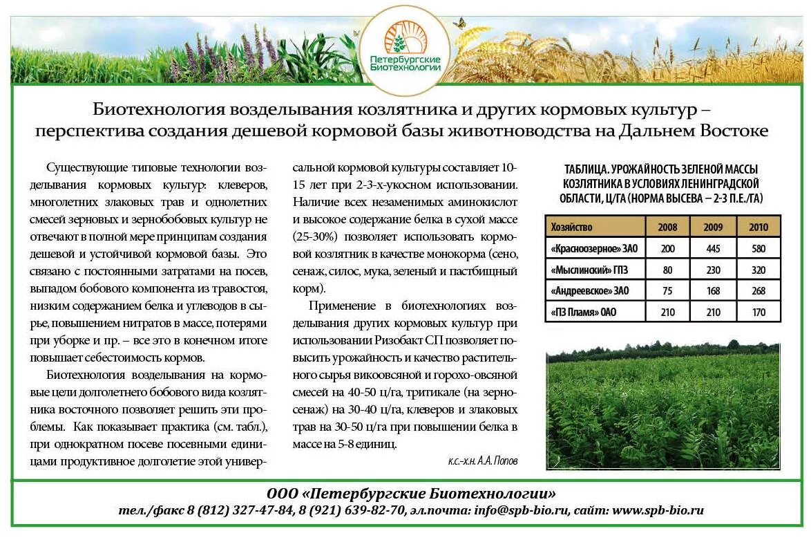 просо (panicum miliaceum). кормовые культуры в сельском хозяйстве. сахарное сорго культура. кормовые культуры 3 класс. технология возделывания кормовой культуры.