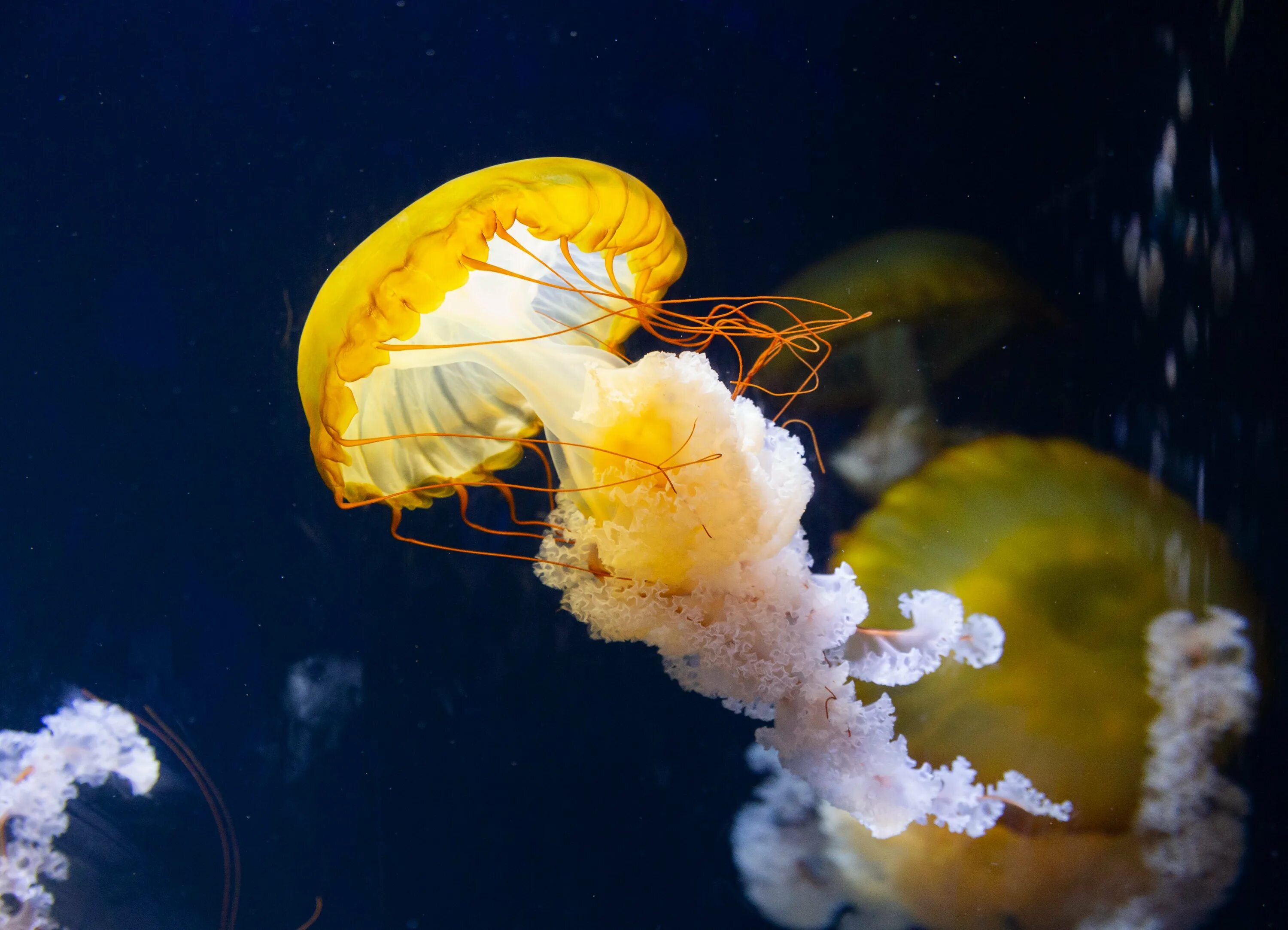 Медуза Раткея. Водные беспозвоночные. Красивые медузы. Необычная медуза.