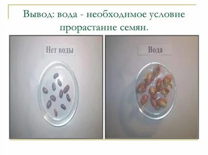 Семенам для прорастания необходим свет
