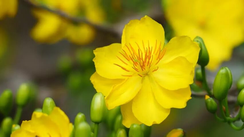 New blossom. Yellow Apricot Blossom. Желтые цветы абрикоса. Зеленый Априкот Вьетнам. Априкот Витубер.