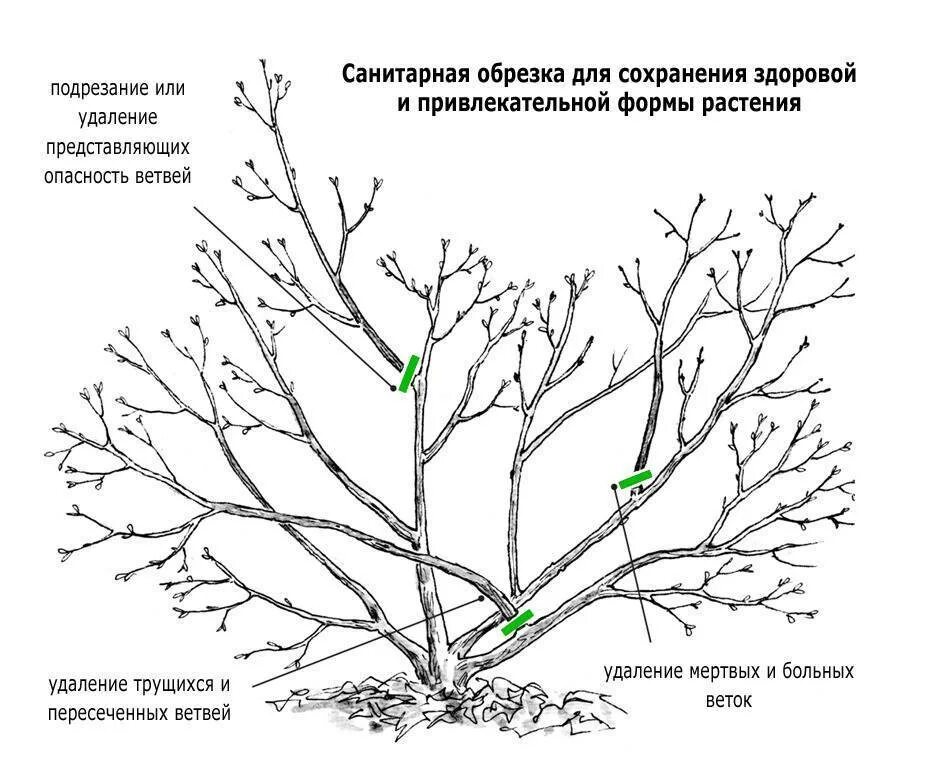 Санитарная обрезка плодовых деревьев. Принципы обрезки плодовых деревьев схема. Правильно обрезать яблоню осенью схема подрезки. Схема санитарной обрезки деревьев. Когда начинать обрезку плодовых