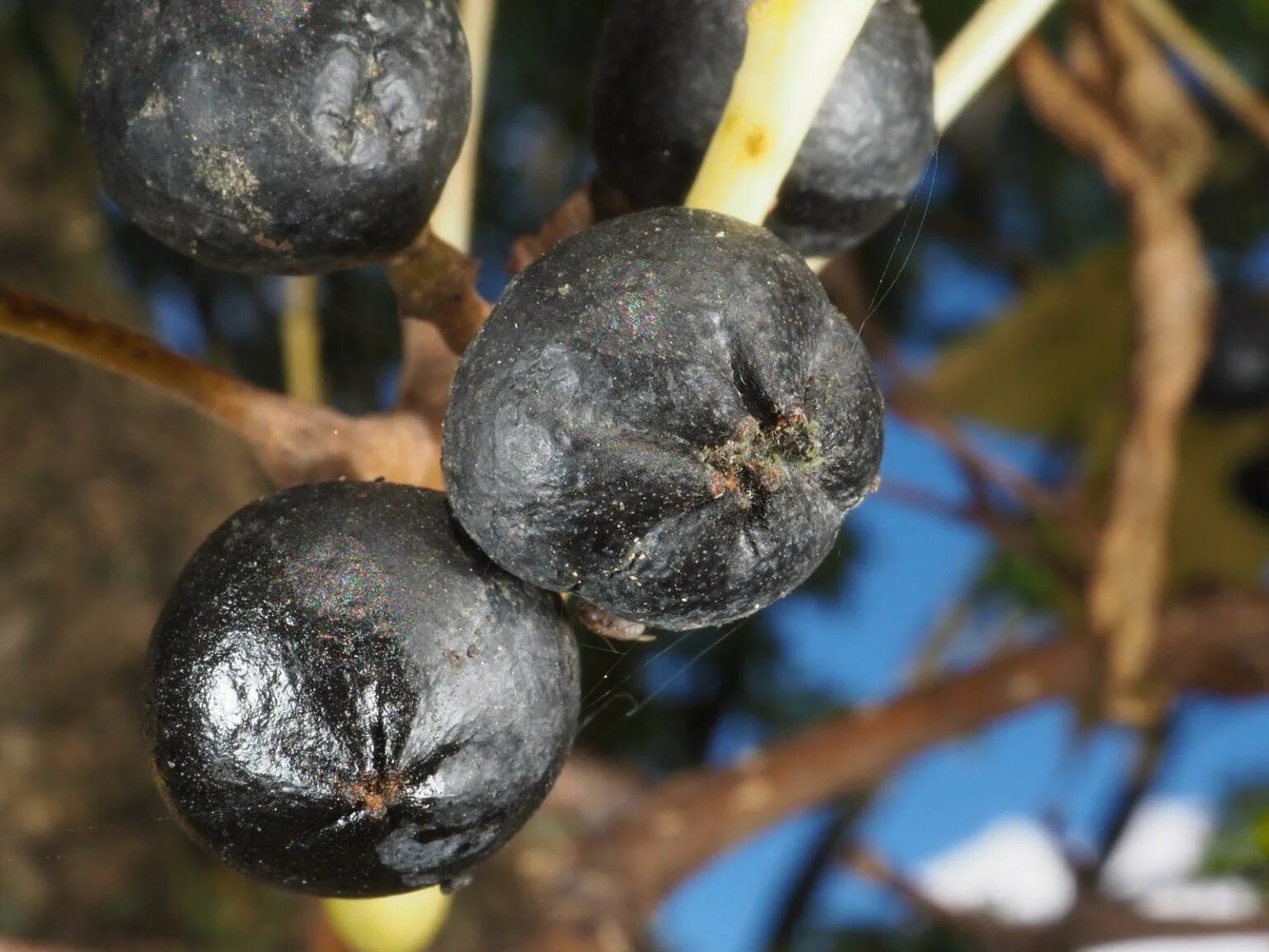 Амурский бархат ягода и их применение. Амурский бархат дерево плоды. феллодендром амурский плоды. амурский бархат черный жемчуг. ягоды бархатного дерева.
