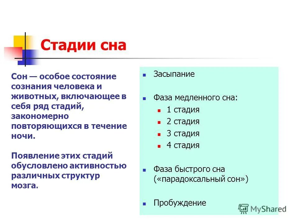 3 фазы сна