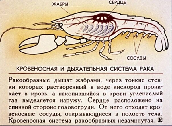 Картинки ДЫХАТЕЛЬНАЯ СИСТЕМА ЧЛЕНИСТОНОГИХ РЕЧНОЙ