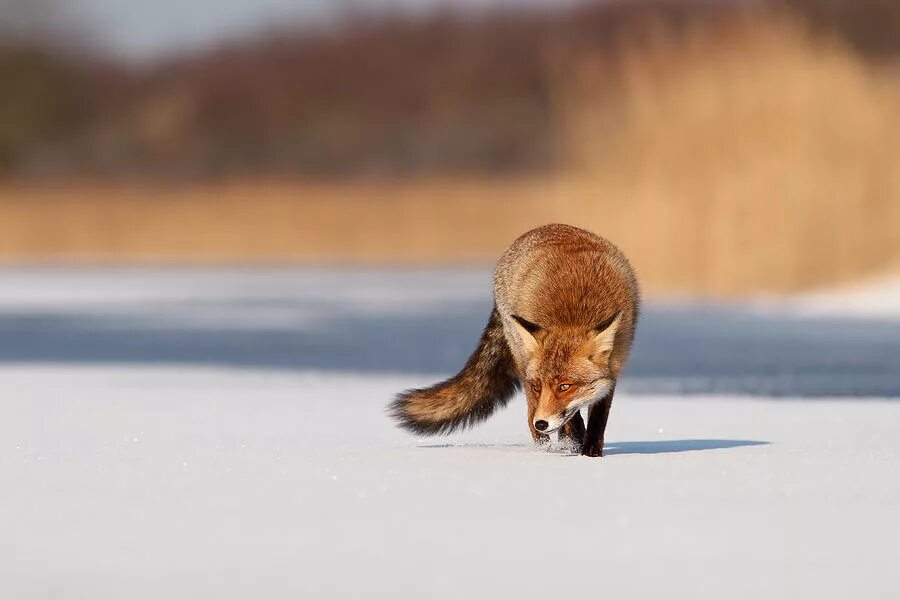 Лиса в снегу. Лиса встречает. Лиса на коньках. Ice fox