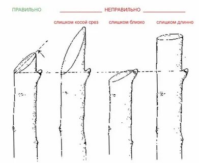 Правильная обрезка веток