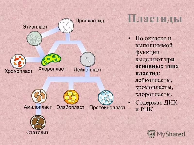 Функции пластид таблица. Функции пластид таблица. Строение пластиды биология 10 класс. Функции пластид таблица. Пластиды строение и функции таблица.
