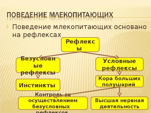 Инстинкт 7 класс. Поведенческие особенности млекопитающих. Класс млекопитающие поведение. Сложное поведение млекопитающих примеры. Поведение млекопитающих кратко.