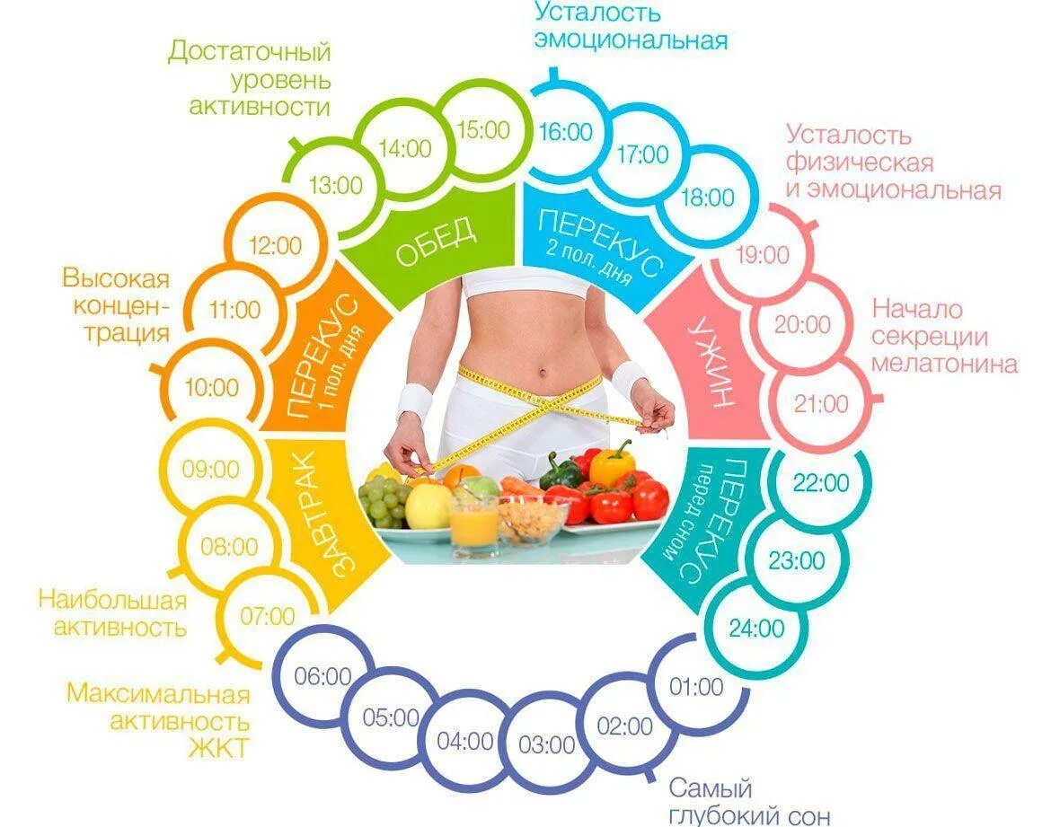 Доступное питание для похудения. Распорядок правильного питания. График питания для похудения. Правильный режим питания. График правильного питания.