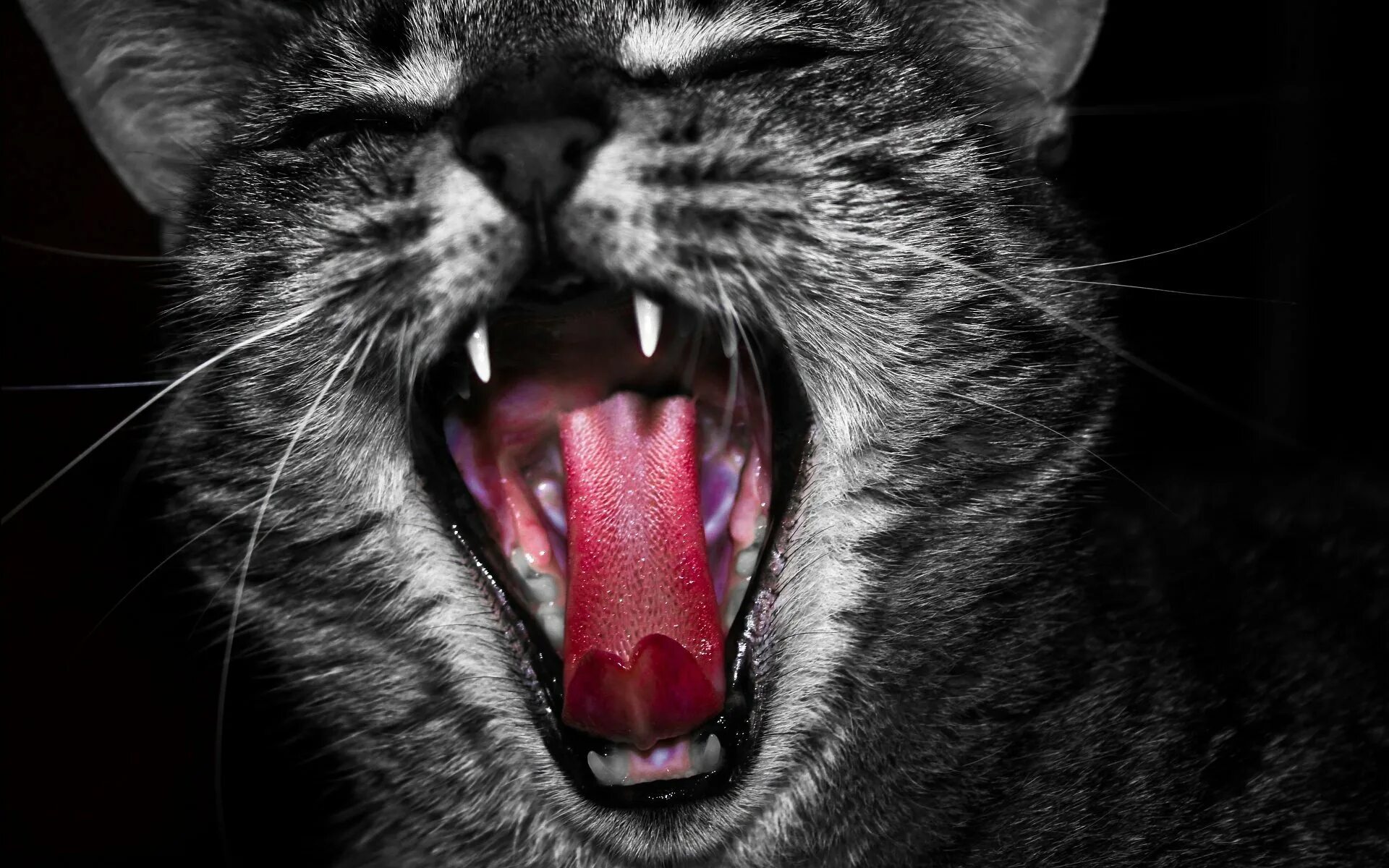 Кот с открытой пастью. Кот с открытым ртом. Кот зевает.